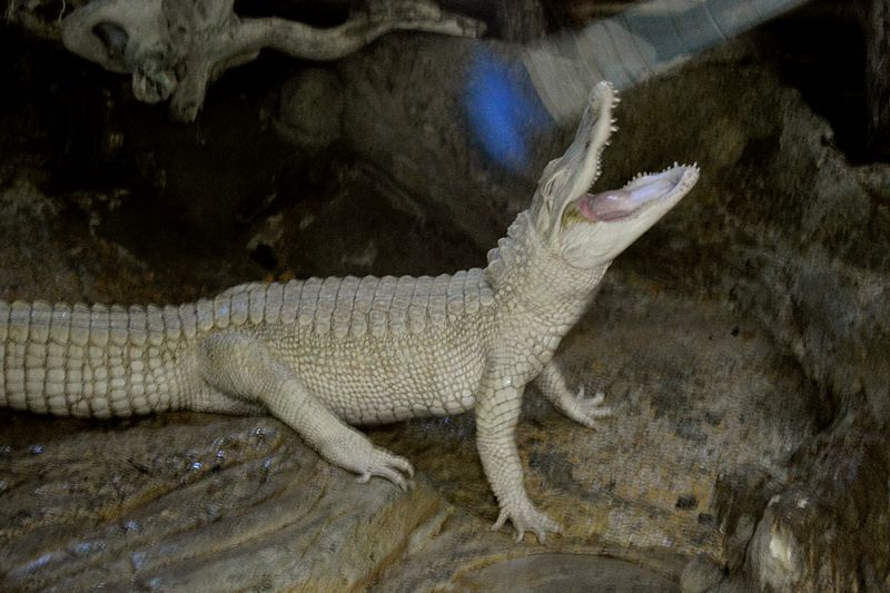 Albino-Krokodil in der Krokodilfarm Pierrelatte
Via Rhôna 2017
Keywords: Rad;2017;Frankreich