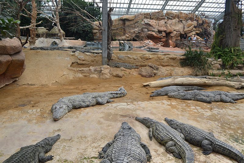 Krokodile in der Krokodilfarm Pierrelatte
Via Rhôna 2017
Keywords: Rad;2017;Frankreich